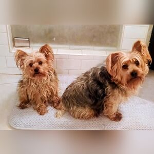 Cutie Patooties Not for Sale😁